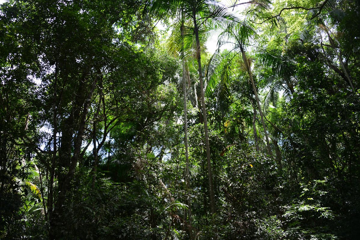 02 Forest From The Macuco Safari Towards The Boat Tour At Brazil Iguazu Falls